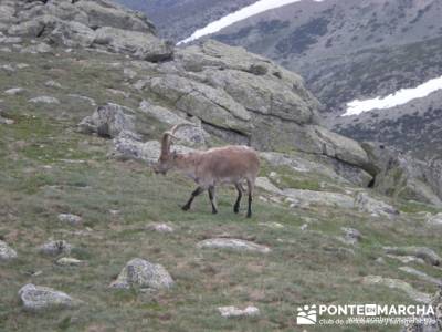 Ruta Cuerda Larga - Bailanderos; findes; nieve madrid; bastones trekking